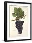 Lourella Grape-A. Kreyder-Framed Giclee Print