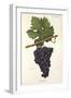 Lourella Grape-A. Kreyder-Framed Giclee Print