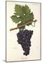 Lourella Grape-A. Kreyder-Mounted Giclee Print