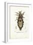 Louse, 1863-79-Raimundo Petraroja-Framed Giclee Print