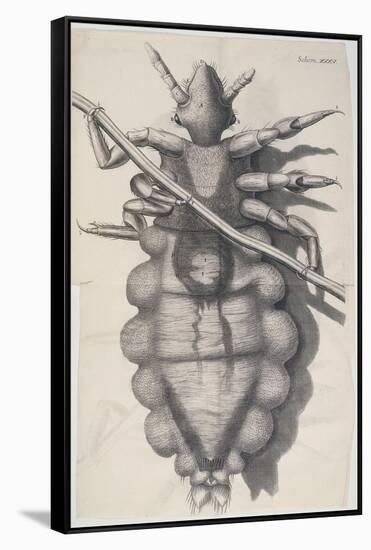 Louse Clinging to a Human Hair in Hooke's Micrographia, 1665-Robert Hooke-Framed Stretched Canvas