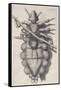 Louse Clinging to a Human Hair in Hooke's Micrographia, 1665-Robert Hooke-Framed Stretched Canvas