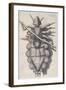 Louse Clinging to a Human Hair in Hooke's Micrographia, 1665-Robert Hooke-Framed Giclee Print