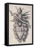 Louse Clinging to a Human Hair in Hooke's Micrographia, 1665-Robert Hooke-Framed Stretched Canvas