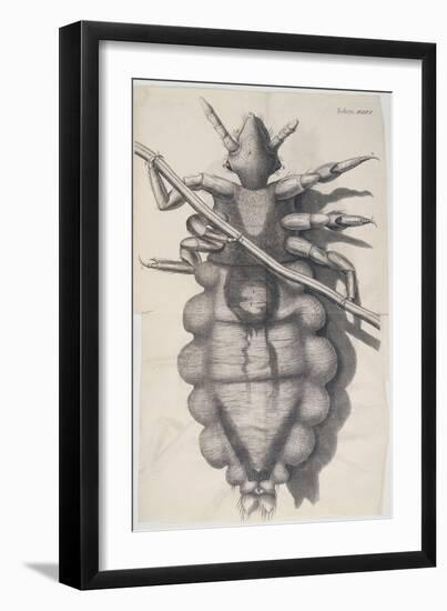 Louse Clinging to a Human Hair in Hooke's Micrographia, 1665-Robert Hooke-Framed Giclee Print