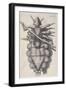 Louse Clinging to a Human Hair in Hooke's Micrographia, 1665-Robert Hooke-Framed Giclee Print