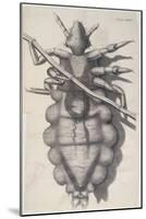 Louse Clinging to a Human Hair in Hooke's Micrographia, 1665-Robert Hooke-Mounted Giclee Print