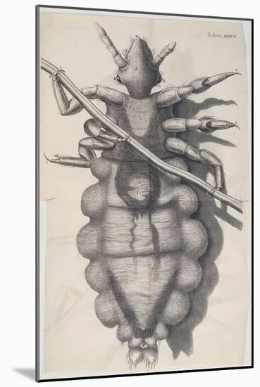 Louse Clinging to a Human Hair in Hooke's Micrographia, 1665-Robert Hooke-Mounted Giclee Print