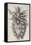 Louse Clinging to a Human Hair in Hooke's Micrographia, 1665-Robert Hooke-Framed Stretched Canvas