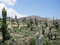 Cardones Growing in the Altiplano Desert Near Tilcara, Jujuy, Argentina, South America-Lousie Murray-Photographic Print