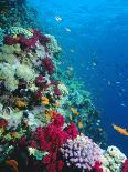 Huge Biodiversity in Living Coral Reef, Red Sea, Egypt-Lousie Murray-Stretched Canvas