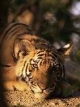 Indo Chinese Tiger Cub, Panthera Tigris Corbetti, Tiger Sanctuary for Confiscated Animals, Thailand-Lousie Murray-Photographic Print