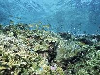 Huge Biodiversity in Living Coral Reef, Red Sea, Egypt-Lousie Murray-Photographic Print