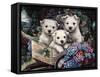 Lovable Westies-Jenny Newland-Framed Stretched Canvas