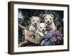 Lovable Westies-Jenny Newland-Framed Giclee Print