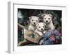 Lovable Westies-Jenny Newland-Framed Giclee Print