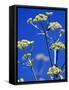 Lovage Against Blue Sky-Simone Metz-Framed Stretched Canvas