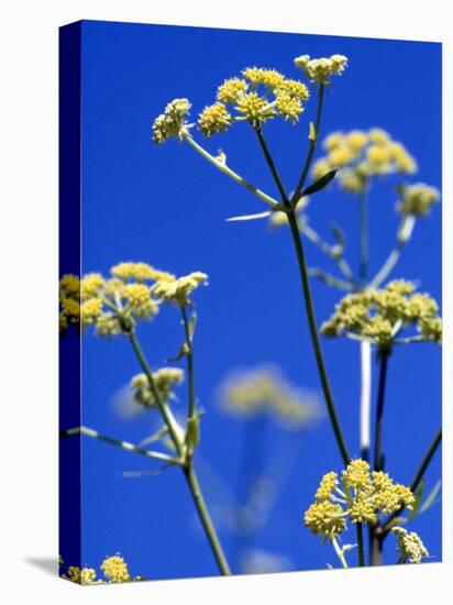 Lovage Against Blue Sky-Simone Metz-Stretched Canvas