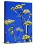 Lovage Against Blue Sky-Simone Metz-Stretched Canvas