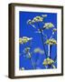 Lovage Against Blue Sky-Simone Metz-Framed Photographic Print