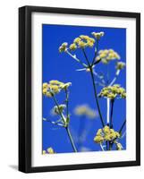 Lovage Against Blue Sky-Simone Metz-Framed Photographic Print