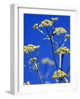 Lovage Against Blue Sky-Simone Metz-Framed Photographic Print