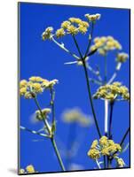 Lovage Against Blue Sky-Simone Metz-Mounted Photographic Print