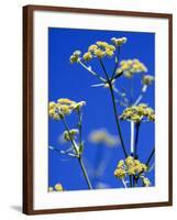 Lovage Against Blue Sky-Simone Metz-Framed Photographic Print