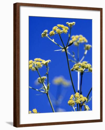 Lovage Against Blue Sky-Simone Metz-Framed Photographic Print