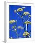 Lovage Against Blue Sky-Simone Metz-Framed Photographic Print