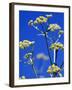 Lovage Against Blue Sky-Simone Metz-Framed Photographic Print