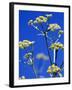 Lovage Against Blue Sky-Simone Metz-Framed Photographic Print