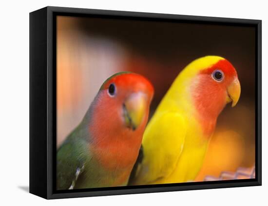 Love Birds, Yuen Po Street Bird Market, Hong Kong, China-Stuart Westmoreland-Framed Stretched Canvas