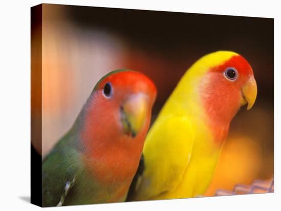 Love Birds, Yuen Po Street Bird Market, Hong Kong, China-Stuart Westmoreland-Stretched Canvas