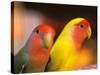 Love Birds, Yuen Po Street Bird Market, Hong Kong, China-Stuart Westmoreland-Stretched Canvas