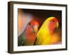 Love Birds, Yuen Po Street Bird Market, Hong Kong, China-Stuart Westmoreland-Framed Photographic Print