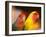 Love Birds, Yuen Po Street Bird Market, Hong Kong, China-Stuart Westmoreland-Framed Photographic Print