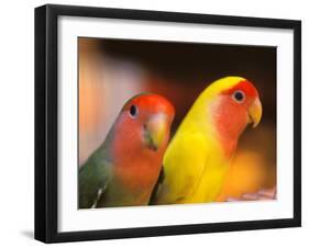 Love Birds, Yuen Po Street Bird Market, Hong Kong, China-Stuart Westmoreland-Framed Photographic Print