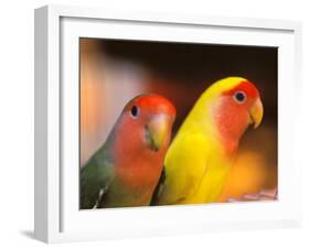 Love Birds, Yuen Po Street Bird Market, Hong Kong, China-Stuart Westmoreland-Framed Photographic Print