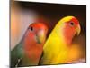 Love Birds, Yuen Po Street Bird Market, Hong Kong, China-Stuart Westmoreland-Mounted Photographic Print