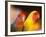 Love Birds, Yuen Po Street Bird Market, Hong Kong, China-Stuart Westmoreland-Framed Photographic Print