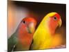 Love Birds, Yuen Po Street Bird Market, Hong Kong, China-Stuart Westmoreland-Mounted Photographic Print