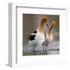 Love Crossing ...-null-Framed Art Print