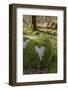 Love Heart Shape in Moss on Granite Bolder, United Kingdom, Europe-Gary Cook-Framed Photographic Print