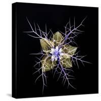 Love in a mist, pressed flower on light panel, image inverted-Adrian Davies-Stretched Canvas