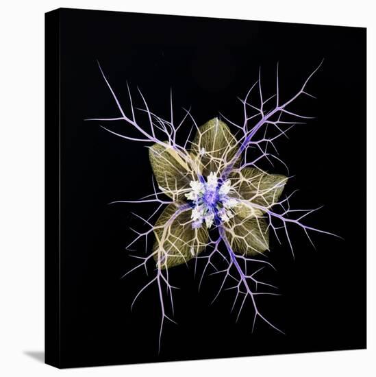 Love in a mist, pressed flower on light panel, image inverted-Adrian Davies-Stretched Canvas