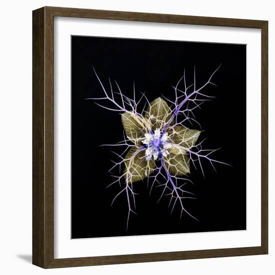 Love in a mist, pressed flower on light panel, image inverted-Adrian Davies-Framed Photographic Print
