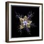 Love in a mist, pressed flower on light panel, image inverted-Adrian Davies-Framed Photographic Print