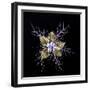 Love in a mist, pressed flower on light panel, image inverted-Adrian Davies-Framed Photographic Print