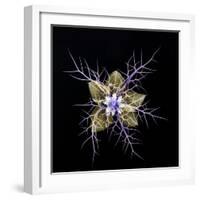 Love in a mist, pressed flower on light panel, image inverted-Adrian Davies-Framed Photographic Print